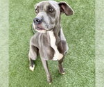 Small Weimaraner