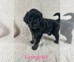 Small Photo #9 Aussiedoodle Puppy For Sale in JACKSONVILLE, NC, USA