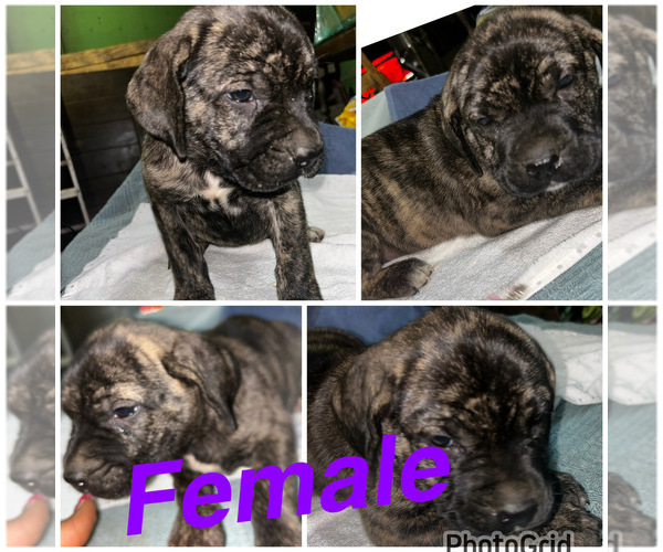 Medium Photo #7 Cane Corso-Presa Canario Mix Puppy For Sale in BALTIMORE, MD, USA