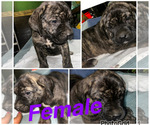 Small #6 Cane Corso-Presa Canario Mix