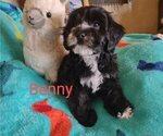 Small Photo #2 Cavachon-Poodle (Miniature) Mix Puppy For Sale in TUCSON, AZ, USA