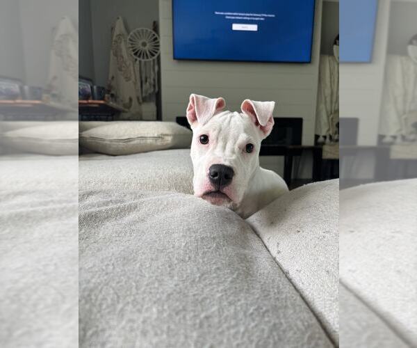 Medium Photo #4 American Pit Bull Terrier-Unknown Mix Puppy For Sale in Catasauqua, PA, USA