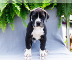 Small #6 Great Dane