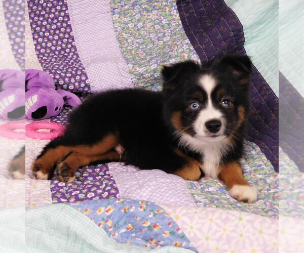 Medium Photo #6 Miniature Australian Shepherd Puppy For Sale in CINCINNATI, OH, USA
