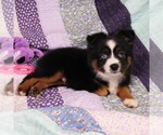 Small Photo #6 Miniature Australian Shepherd Puppy For Sale in CINCINNATI, OH, USA