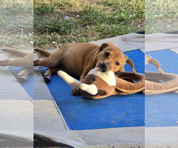 Medium Photo #5 Dachshund-Unknown Mix Puppy For Sale in Hillsboro, MO, USA