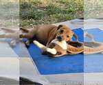 Small Photo #5 Dachshund-Unknown Mix Puppy For Sale in Hillsboro, MO, USA