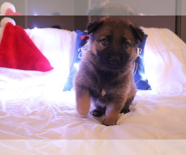 Medium Photo #1 German Shepherd Dog-Timber Wolf Mix Puppy For Sale in MONTREAL, MO, USA