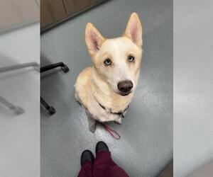 - Mix Dogs for adoption in Baytown, TX, USA