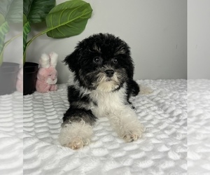 Bernedoodle (Miniature) Puppy for sale in FRANKLIN, IN, USA