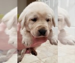 Small Photo #19 Labrador Retriever Puppy For Sale in OLYMPIA, WA, USA