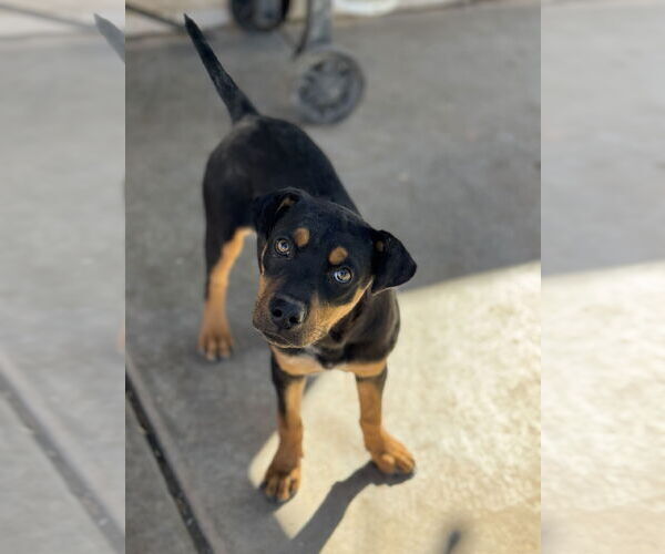 Medium Photo #1 Black Mouth Cur-Catahoula Leopard Dog Mix Puppy For Sale in Phoenix, AZ, USA