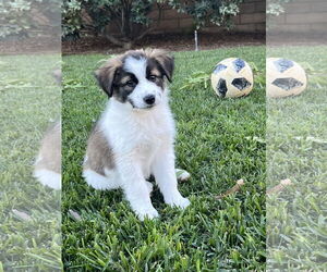 Australian Shepherd Dogs for adoption in Menifee, CA, USA