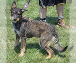 Small #1 Mutt