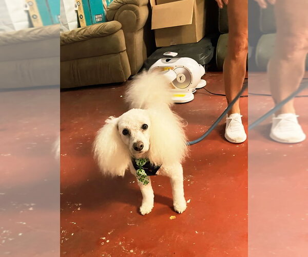 Medium Photo #3 Bichon Frise Puppy For Sale in Plantation, FL, USA