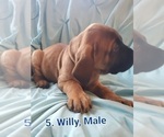Small #8 Mastiff