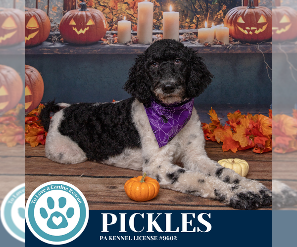 Medium Photo #3 Mutt Puppy For Sale in Kimberton, PA, USA