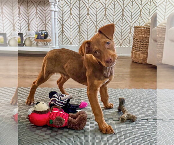 Medium Photo #2 Boxador Puppy For Sale in Gilberts, IL, USA