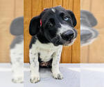 Small #1 Borador