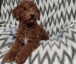 Small Photo #5 Goldendoodle-Poodle (Miniature) Mix Puppy For Sale in CURTISS, WI, USA