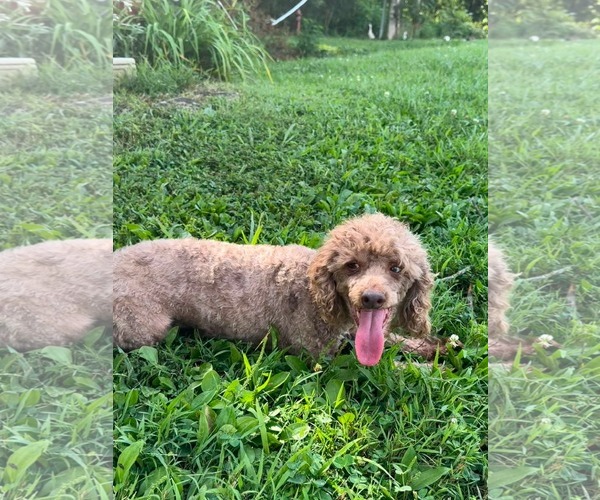 Medium Photo #3 Poodle (Miniature) Puppy For Sale in HOPKINSVILLE/PRINCETON, KY, NH, USA