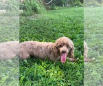 Small #2 Poodle (Miniature)