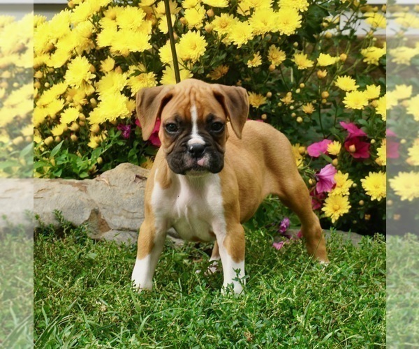 Medium Photo #1 Boxer Puppy For Sale in NAPPANEE, IN, USA