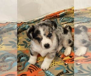 Aussie-Corgi Puppy for sale in MYRTLE CREEK, OR, USA