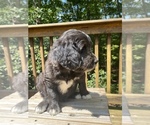 Small Photo #17 Border Collie-Goldendoodle Mix Puppy For Sale in BLUE RIDGE, GA, USA