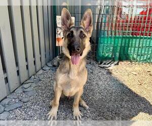 German Shepherd Dog Dogs for adoption in Santa Rosa, CA, USA
