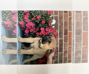 Akita-Labrador Retriever Mix Puppy for sale in SHILOH, OH, USA