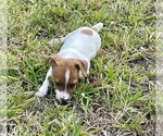 Small Photo #22 Jack Russell Terrier Puppy For Sale in FORT PIERCE, FL, USA