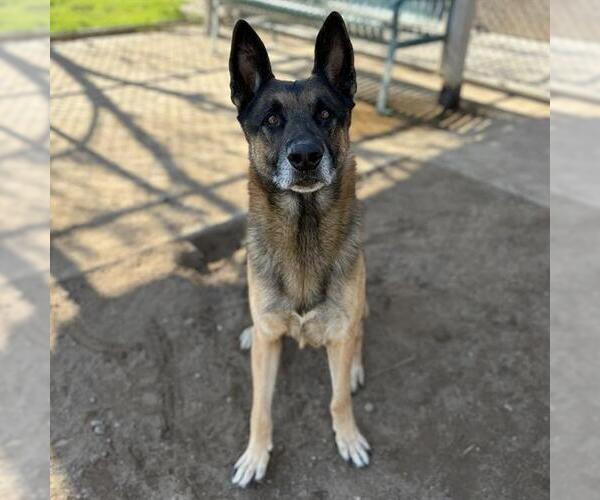 Medium Photo #1 German Shepherd Dog Puppy For Sale in Modesto, CA, USA
