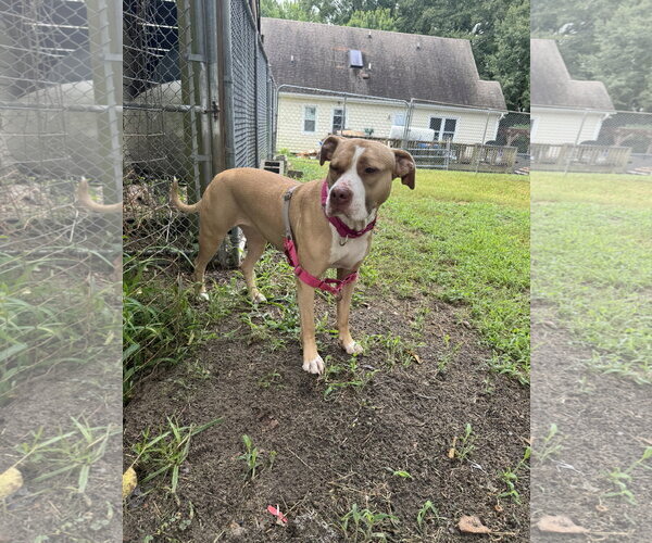 Medium Photo #4 American Staffordshire Terrier-Unknown Mix Puppy For Sale in Garner, NC, USA
