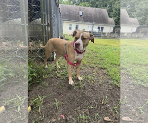 Macy May - Female American Staffordshire Terrier-Unknown Mix Dog for Adoption - Photo #4