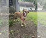 Small Photo #4 American Staffordshire Terrier-Unknown Mix Puppy For Sale in Garner, NC, USA