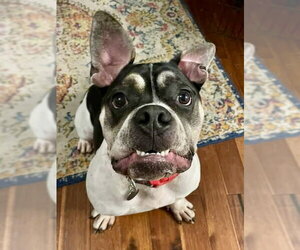 Bulldog-Unknown Mix Dogs for adoption in St. Louis Park, MN, USA