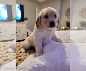 English Cream Golden Retriever Puppy for sale in GAFFNEY, SC, USA