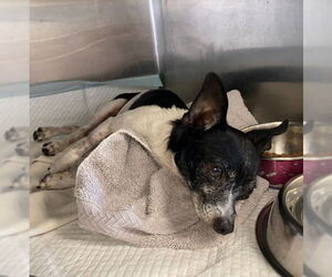 Chihuahua-Unknown Mix Dogs for adoption in San Antonio, TX, USA
