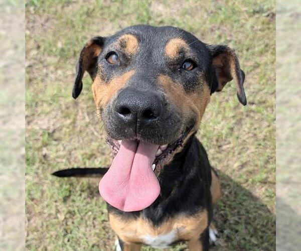 Medium Photo #2 Rottweiler-Unknown Mix Puppy For Sale in Houston, TX, USA