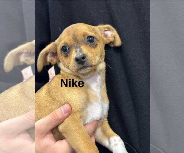 Medium Photo #1 Beagle-Unknown Mix Puppy For Sale in Turlock, CA, USA