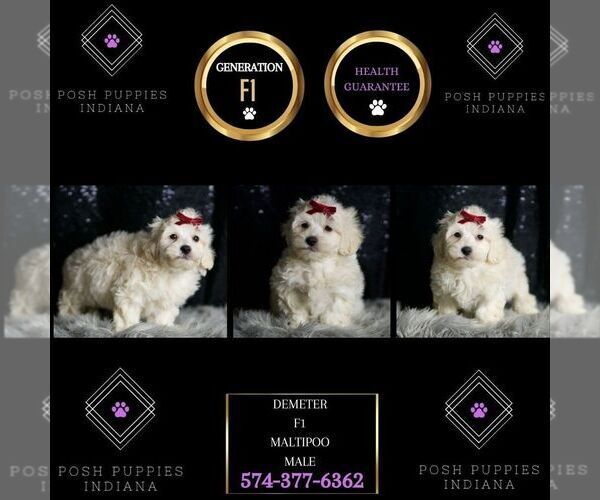 Medium Photo #75 Maltipoo (Miniature) Puppy For Sale in WARSAW, IN, USA
