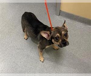 French Bulldog-Unknown Mix Dogs for adoption in Orange, CA, USA