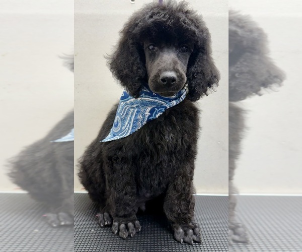 Medium Photo #2 Poodle (Standard) Puppy For Sale in SAN ANTONIO, TX, USA