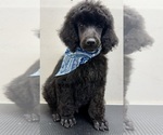 Small #1 Poodle (Standard)