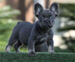 Small French Bulldog