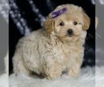 Small #2 Maltipoo