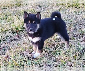 Shiba Inu Puppy for sale in CLARK, MO, USA