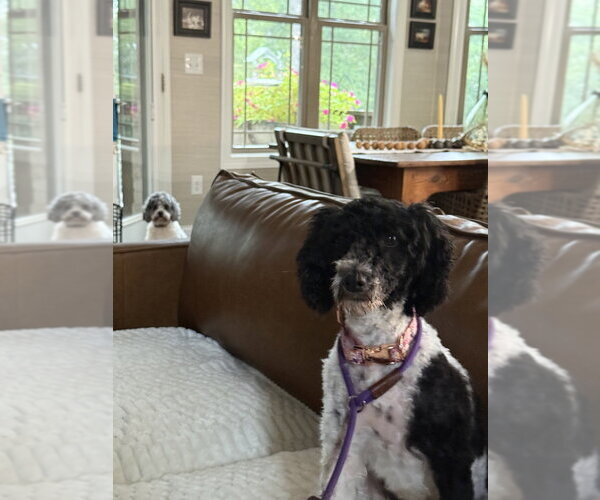 Medium Photo #1 Poodle (Miniature)-Unknown Mix Puppy For Sale in Mooresville, NC, USA
