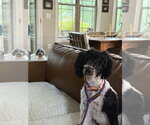 Lulu - Female Poodle (Miniature)-Unknown Mix Dog for Adoption - Small photo